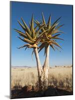 Aloe Trees-null-Mounted Photographic Print