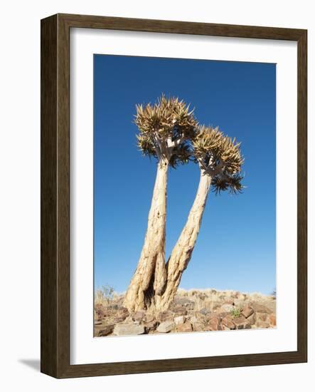 Aloe Trees-null-Framed Photographic Print