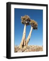 Aloe Trees-null-Framed Photographic Print