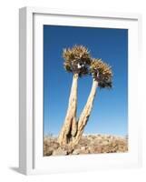 Aloe Trees-null-Framed Photographic Print