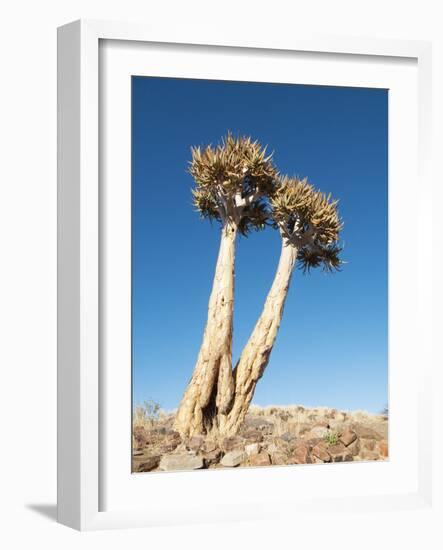 Aloe Trees-null-Framed Photographic Print