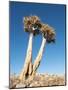 Aloe Trees-null-Mounted Photographic Print