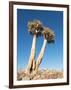 Aloe Trees-null-Framed Photographic Print