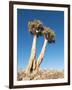 Aloe Trees-null-Framed Photographic Print