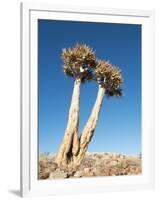 Aloe Trees-null-Framed Photographic Print