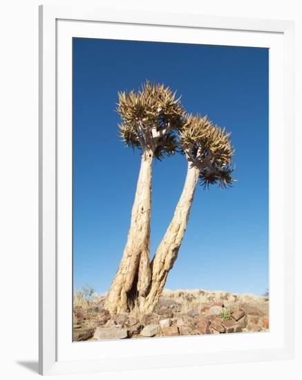 Aloe Trees-null-Framed Photographic Print