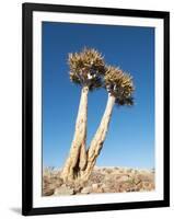 Aloe Trees-null-Framed Photographic Print