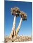 Aloe Trees-null-Mounted Photographic Print