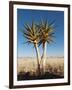 Aloe Trees-null-Framed Photographic Print