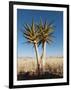 Aloe Trees-null-Framed Photographic Print