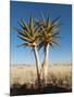 Aloe Trees-null-Mounted Photographic Print