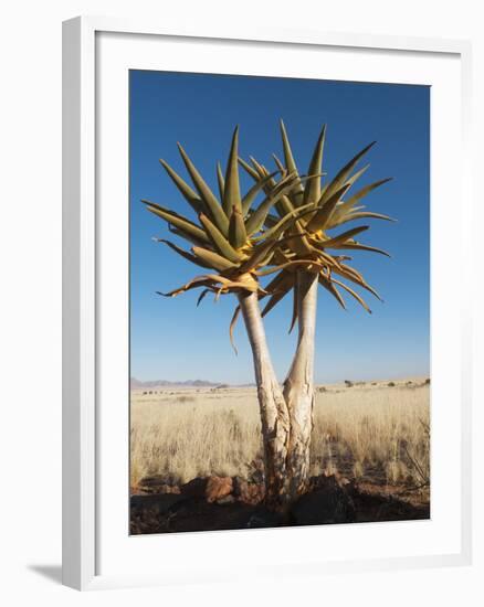 Aloe Trees-null-Framed Photographic Print