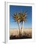 Aloe Trees-null-Framed Photographic Print