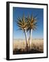 Aloe Trees-null-Framed Photographic Print