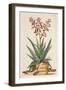 Aloe Vera Costa Spinosa, from 'Phytographia Curiosa', Published 1702 (Coloured Engraving)-Abraham Munting-Framed Giclee Print