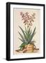 Aloe Vera Costa Spinosa, from 'Phytographia Curiosa', Published 1702 (Coloured Engraving)-Abraham Munting-Framed Giclee Print