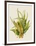 Aloe Vera I-Maya Woods-Framed Art Print