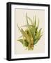 Aloe Vera I-Maya Woods-Framed Art Print