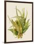 Aloe Vera I-Maya Woods-Framed Art Print