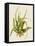 Aloe Vera II-Maya Woods-Framed Stretched Canvas