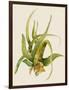 Aloe Vera II-Maya Woods-Framed Art Print