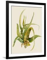 Aloe Vera II-Maya Woods-Framed Art Print