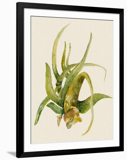 Aloe Vera II-Maya Woods-Framed Art Print