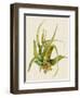 Aloe Vera II-Maya Woods-Framed Art Print