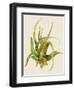 Aloe Vera II-Maya Woods-Framed Art Print