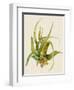 Aloe Vera II-Maya Woods-Framed Art Print