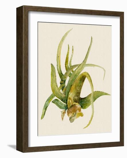 Aloe Vera II-Maya Woods-Framed Art Print