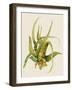 Aloe Vera II-Maya Woods-Framed Art Print