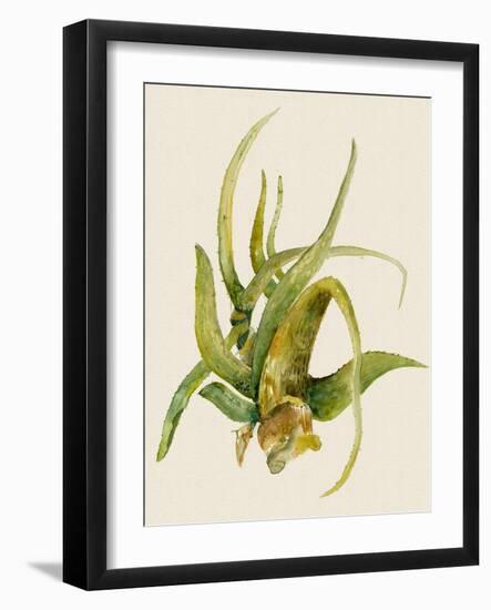 Aloe Vera II-Maya Woods-Framed Art Print