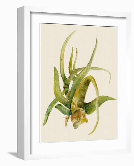 Aloe Vera II-Maya Woods-Framed Art Print