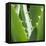 Aloe Vera Leaves-Alexander Feig-Framed Stretched Canvas