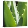 Aloe Vera Leaves-Alexander Feig-Stretched Canvas