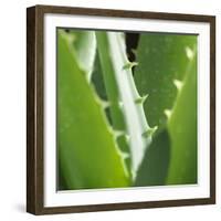 Aloe Vera Leaves-Alexander Feig-Framed Photographic Print