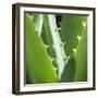 Aloe Vera Leaves-Alexander Feig-Framed Photographic Print