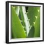 Aloe Vera Leaves-Alexander Feig-Framed Photographic Print