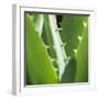 Aloe Vera Leaves-Alexander Feig-Framed Photographic Print