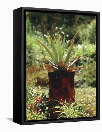 Aloe Vera Plant-Vaughan Fleming-Framed Stretched Canvas