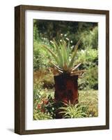 Aloe Vera Plant-Vaughan Fleming-Framed Photographic Print