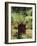 Aloe Vera Plant-Vaughan Fleming-Framed Photographic Print