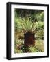 Aloe Vera Plant-Vaughan Fleming-Framed Photographic Print