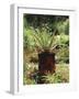 Aloe Vera Plant-Vaughan Fleming-Framed Photographic Print