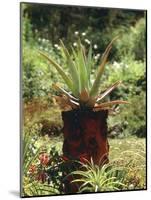 Aloe Vera Plant-Vaughan Fleming-Mounted Photographic Print