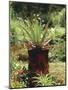 Aloe Vera Plant-Vaughan Fleming-Mounted Photographic Print