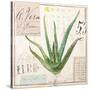 Aloe Vera…Sketchbook-Angela Staehling-Stretched Canvas