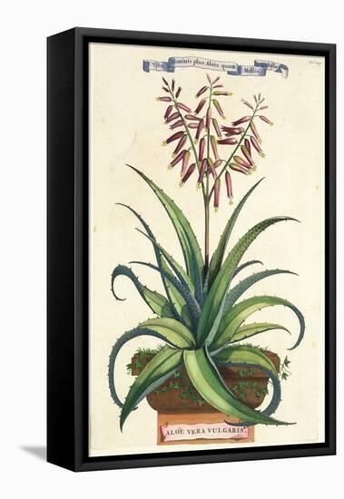 Aloe Vera Vulgaris, from Phytographia Curiosa, Published 1702-Abraham Munting-Framed Stretched Canvas