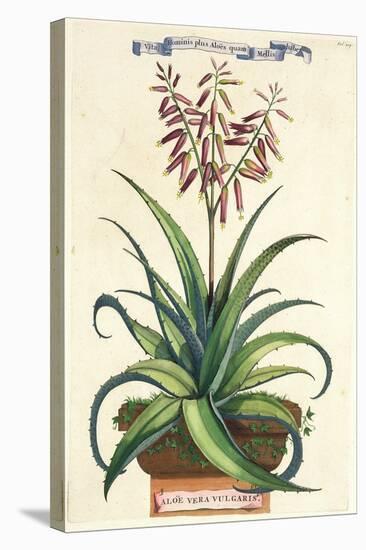 Aloe Vera Vulgaris, from Phytographia Curiosa, Published 1702-Abraham Munting-Stretched Canvas